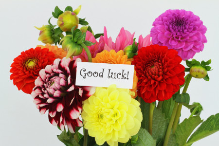 Good luck card with colorful dahlia flowers